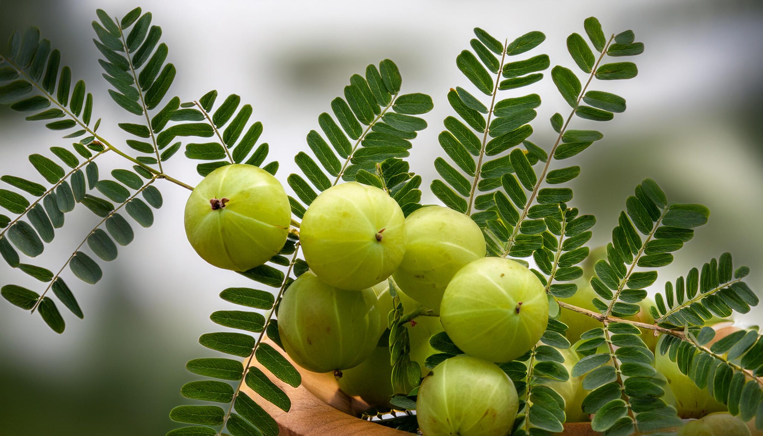 Amla: The Powerhouse of Nutrients